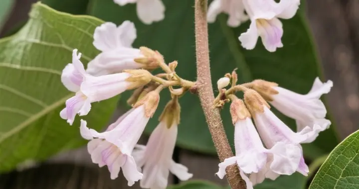 【中】草药系列295…泡桐