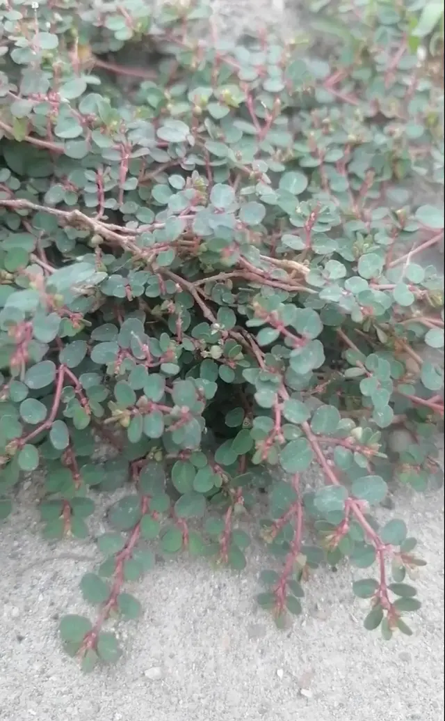 随处可见的地锦草，不是无用杂草，它用处可不少，你认识吗？