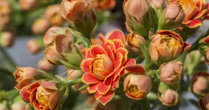 长寿花/蟹爪兰/三角梅：秋冬控水才开花，方法全在这！