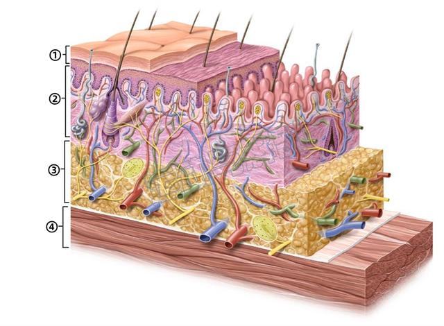 【运动与解剖抽认卡】每天学点肌肉、筋膜小知识！
