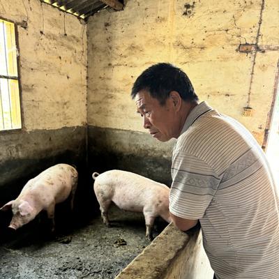 吉祥如意：养猪户亏到心疼，背后门道该看清