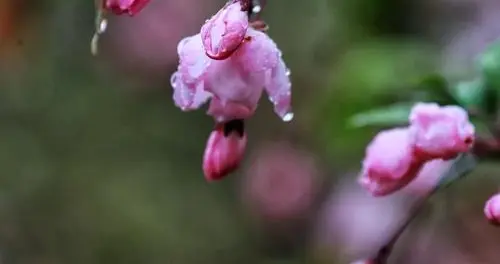 帕金森定律——“工作会自动膨胀，直到占满所有可用的时间”。