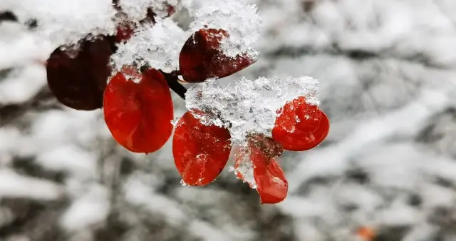“冬雪大不大，就看十月初七”，明日十月初七，今冬雪多寒冷吗？