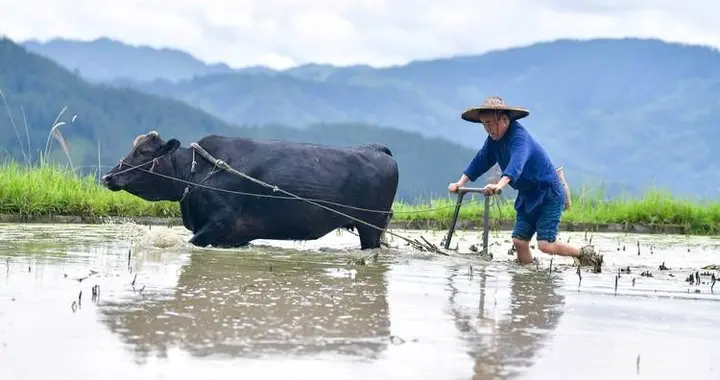 中国人能驯化水牛，让它耕地几千年，非洲人怎么不驯化非洲水牛？