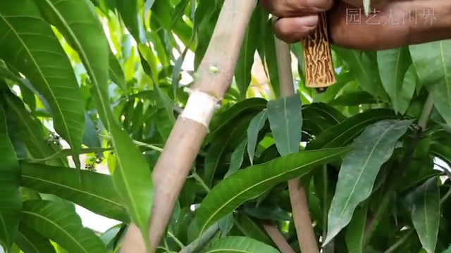 超棒的结果！以高压繁殖替代扦插繁殖，效果更明显，对新手...