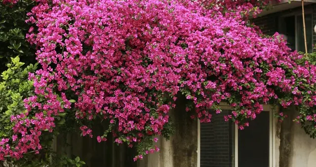 三角梅真的是养花人终端选择吗？