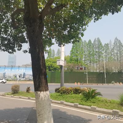 又见一年丁香开：这一片据说是毒地  这是