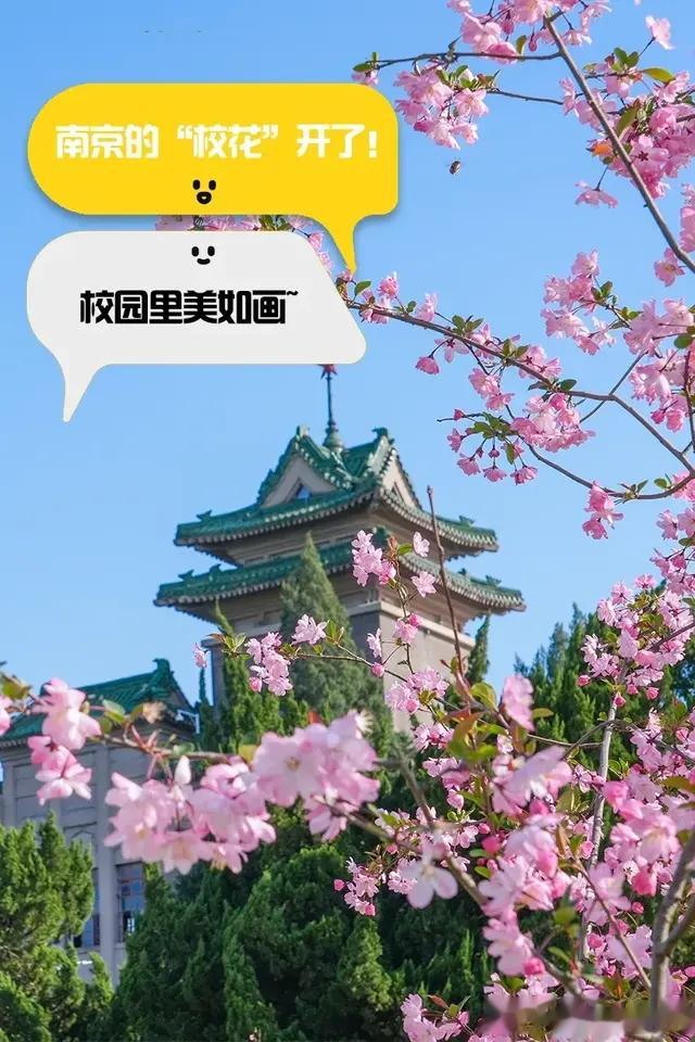 南京十大“校花”
