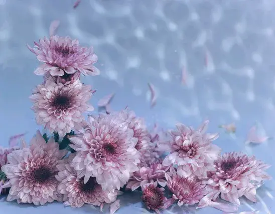 赏花心情愉悦发朋友圈文案‖花开正好，阳光正暖，一份好心情