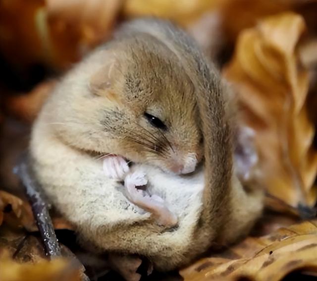 一年9个月不醒，拇指大的动物界“睡神”睡鼠，为了睡不惜饿死！