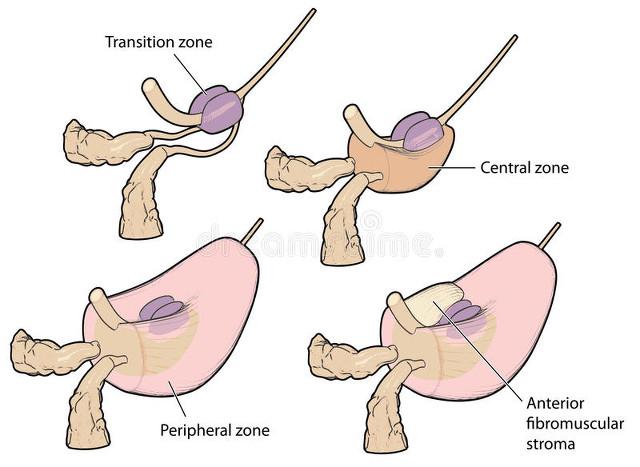 医生提醒：除憋尿外，这4种行为更伤前列腺！男性需警惕日常习惯