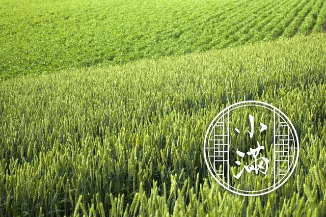 “小满在头，伏里桑拿”，今日小满，今年夏天会很热？早了解