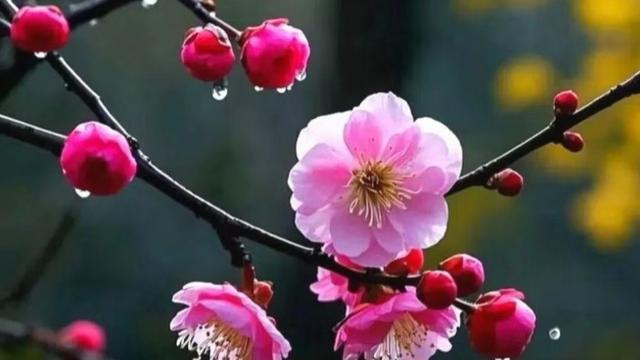 羽曰徵语：不要再猜测再争吵了，招回与不招