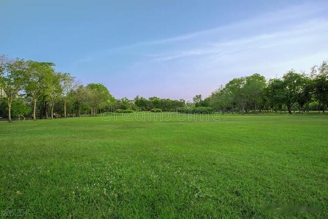 「常见草坪草」17项性能大比拼