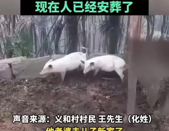 陕西出现家猪“吃人”事件？村民：属实！人已去世。猪系死者家养