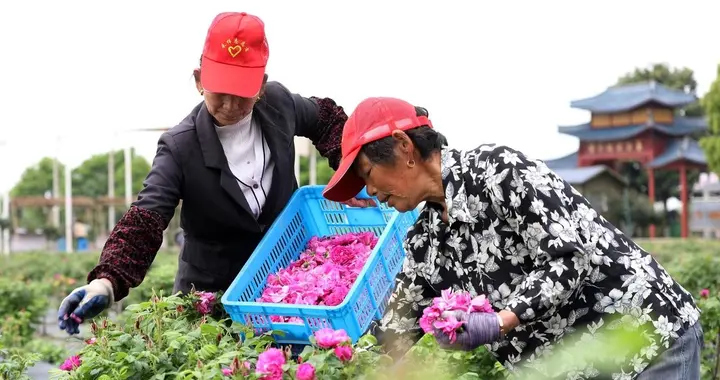 今天三月二十，“三月二十晴，谷子压田埂”，这些农谚藏着大智慧