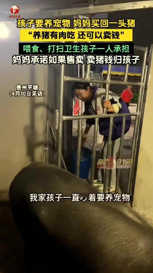 任九喻：太有头脑了！贵州，一女孩想养宠物