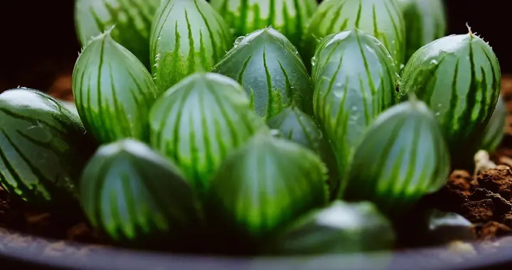 玉露养不活？要注意3点，轻松养出透亮又肥美的玉露！