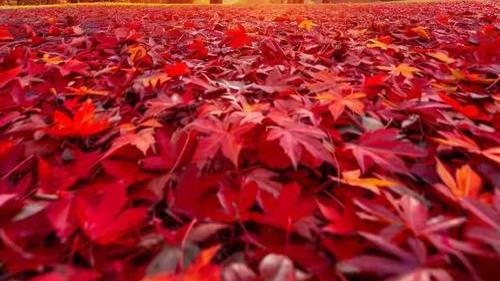 淮畔野老：中小学“减负”之难，真可谓难于