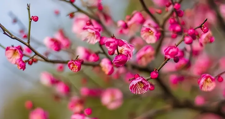 清香更何用 犹发去年枝——李煜《梅花》赏析