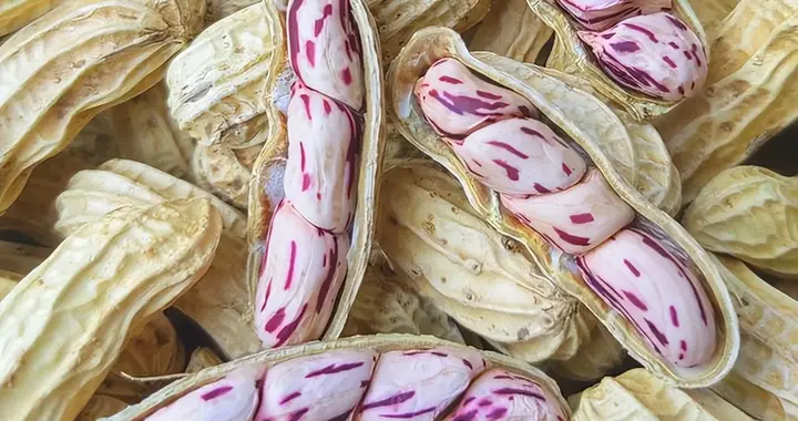 五彩花生和普通花生的区别，你知道它们的不同吗？