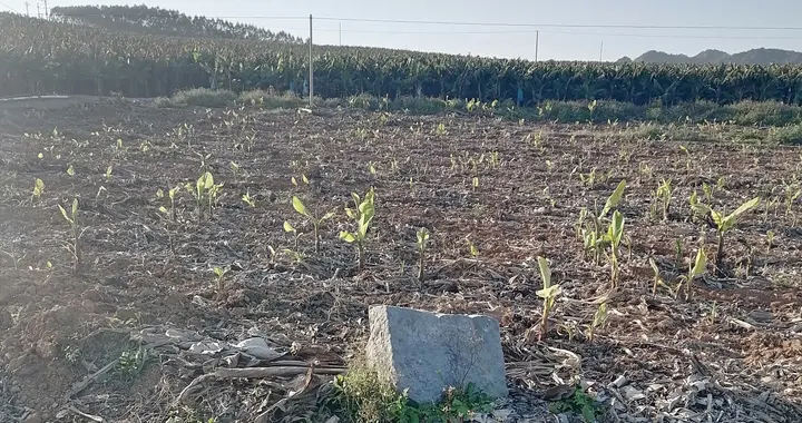 广西南宁市隆安县遗落荒野的文物，“西6斩西8”物件遗弃在芭蕉地