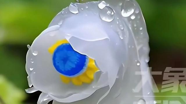 余小丢：湖南深山惊现400余株冥界之花