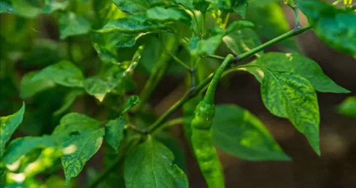 50+：父母的菜园，才是我最大的靠山