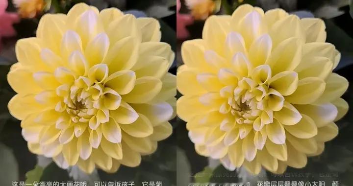 被娃问住家里的花叫啥？让华为小艺“看”一下，童趣大白话讲明白
