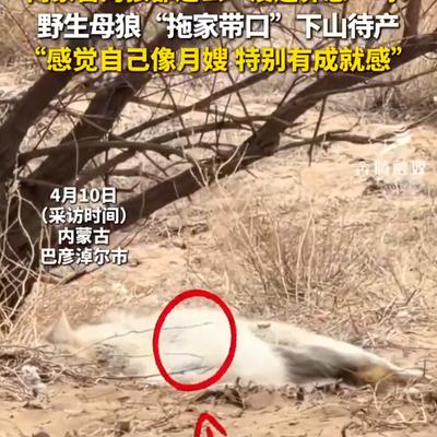 看晓天下事：万物皆有灵！内蒙古巴彦淖尔