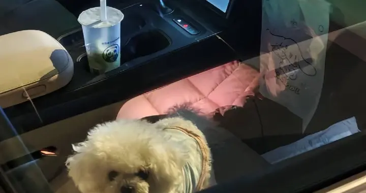 带宠逛公园封神！ET5T这几个设计，宠主出行再也不头疼！