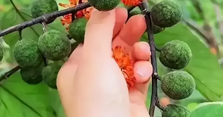 滋阴药有明目、生津、滋阴潜阳的，或入肺胃、肝肾经，区别在哪？