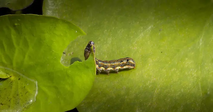 警惕！草坪杀手斜纹夜蛾肆虐：一文掌握发生规律与高效防治方案