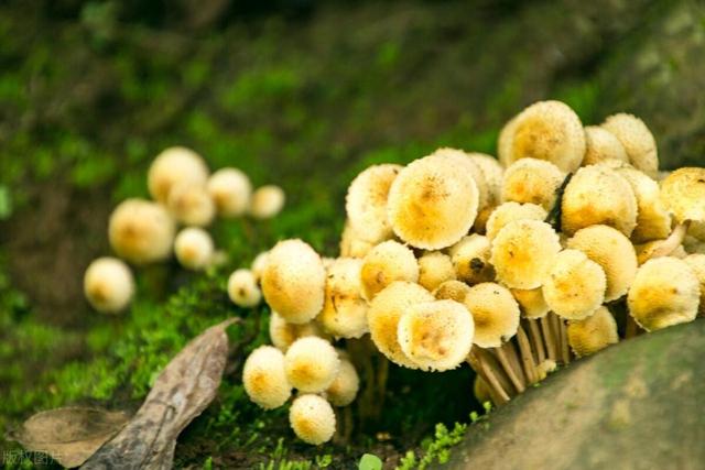 西红柿是高血糖的“助推器”？医生忠告：高血糖要牢记“4不吃”