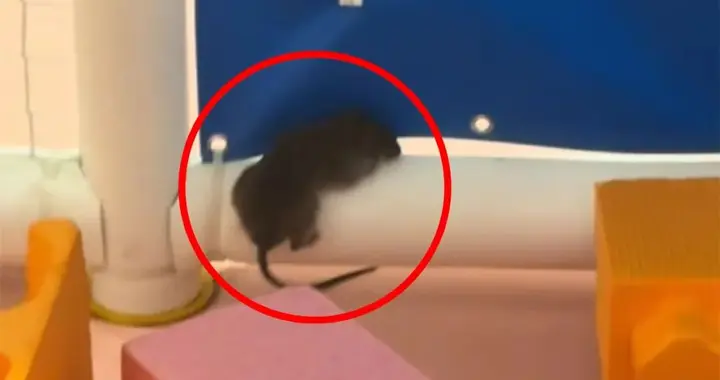 长沙一室内乐园发现老鼠，“个头不小咬到孩子怎么办”，回应：已处理，并增设捕鼠设备