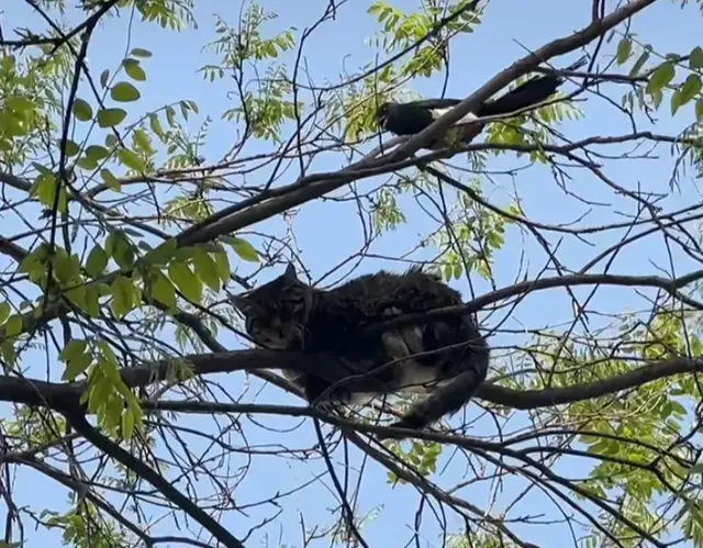 猫爬树下不来，还被两只喜鹊欺负，网友热议：猫落树枝被鹊欺