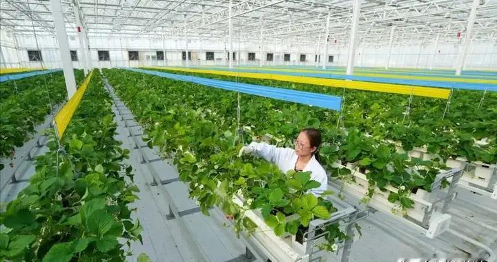 搞农业，光靠情怀行吗？