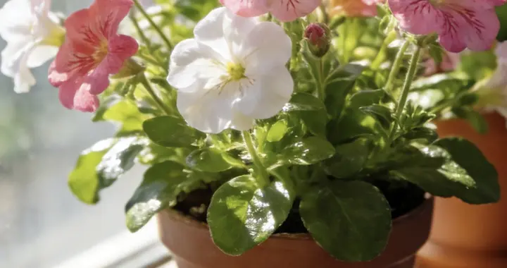 晴光漫阶风软花香，偷得半日与春日温柔相伴