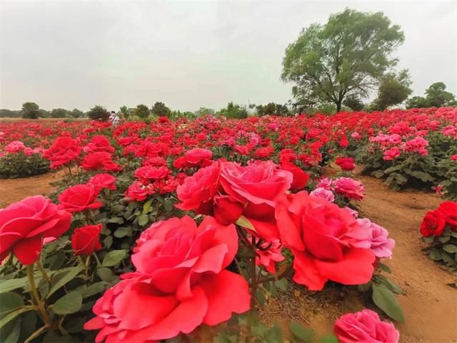 舞钢市春季赏花指南发布，万亩花海邀您共赴春日盛宴！