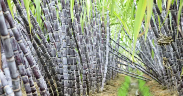 全球15大农作物及主产国