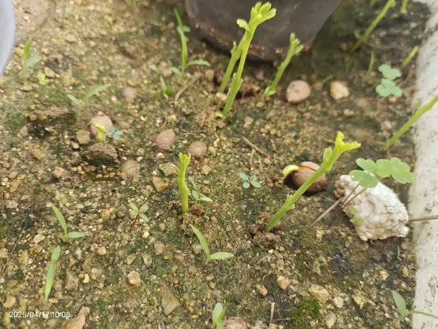 又一批银杏苗破土而出
