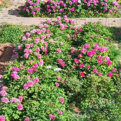 南星：满园牡丹开，太好看了。