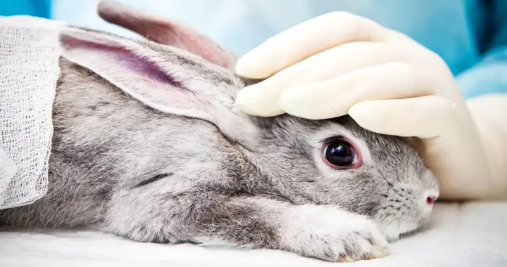 英国宣布淘汰动物实验，器官芯片与AI催生后动物实验时代