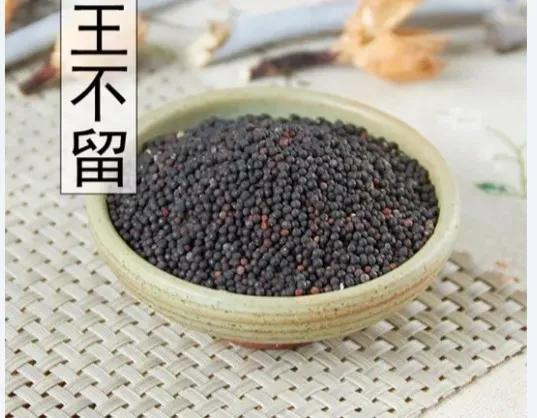 王不留行|每日一味中药——王不留行