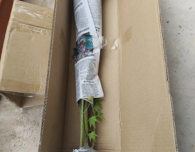 再入手一棵山红叶丛林