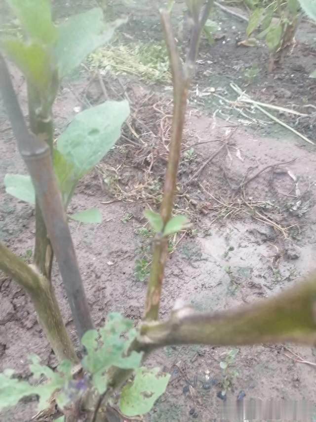 茄子剪枝条和老的叶子你剪对了吗？