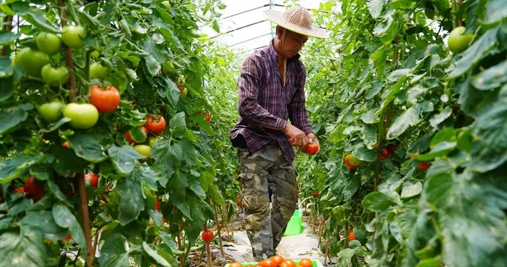 种植西红柿、茄子和辣椒，这几点做好，开花结果一直持续到秋天