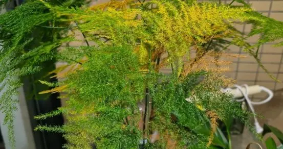 “阴花不能进阳宅”，家里若有这5种花,请赶紧“搬出去”！