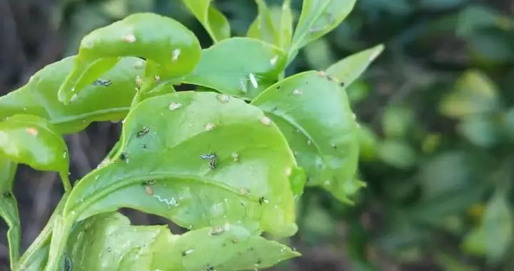 6月柑橘木虱防治警报：黄龙病防控第一关