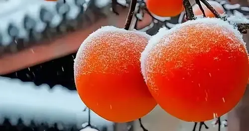 微型小说‖背叛之花